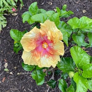 Meet your Posher, Barnette